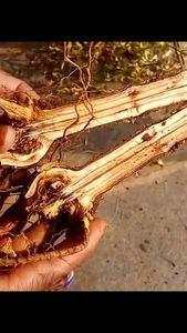 uploads/images/disease/Pomegranate root rot.jpg
